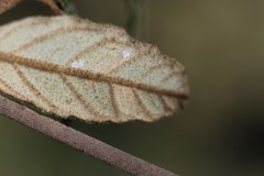 Pomaderris prunifolia
