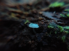 Mycena cyanocephala