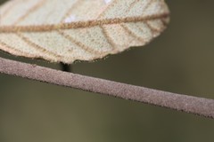 Pomaderris prunifolia