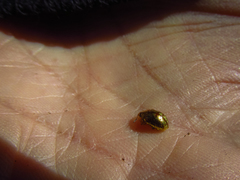 Cassidinae