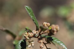 Pomaderris prunifolia