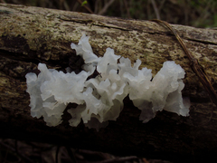 Tremella fuciformis