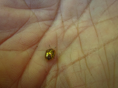 Cassidinae