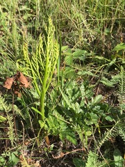 Sceptridium multifidum