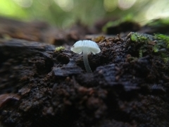 Mycena cyanocephala