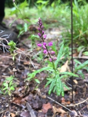Polygala polygama
