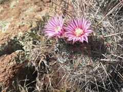 Echinofossulocactus ochoterenaus