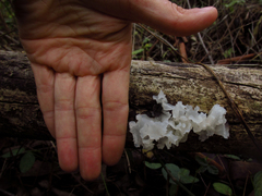 Tremella fuciformis