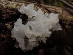 Tremella fuciformis