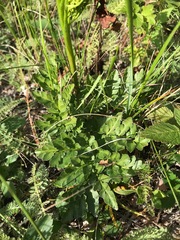 Sceptridium multifidum