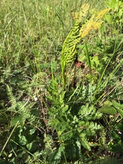 Sceptridium multifidum