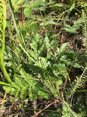 Sceptridium multifidum