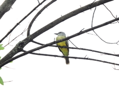 Tyrannus melancholicus