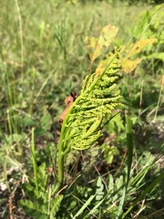 Sceptridium multifidum