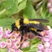 Sonoran Bumble Bee - Photo (c) Russell Pfau, some rights reserved (CC BY-NC), uploaded by Russell Pfau