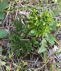 Sceptridium multifidum