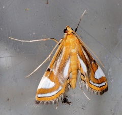 Agassiziella