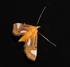 Agassiziella