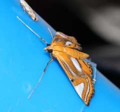 Agassiziella