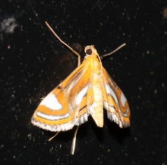 Agassiziella