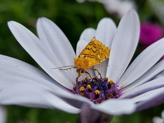 Chrysoecia dela