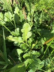 Sceptridium multifidum