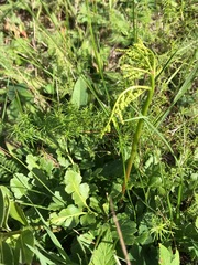 Sceptridium multifidum