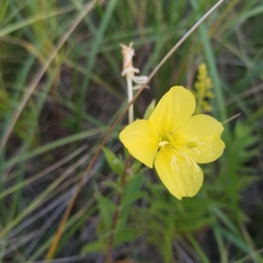 Oenothera biennis