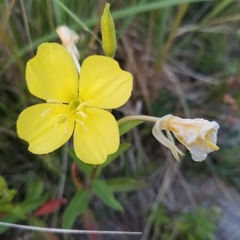 Oenothera biennis