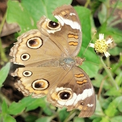 Junonia coenia coenia