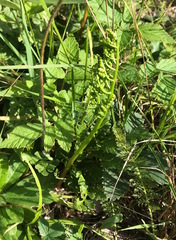 Sceptridium multifidum