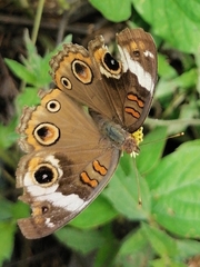 Junonia coenia coenia