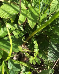 Sceptridium multifidum