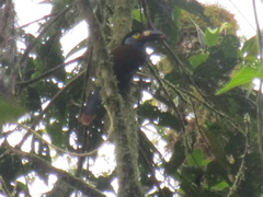 Andigena laminirostris