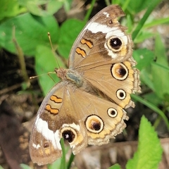 Junonia coenia coenia