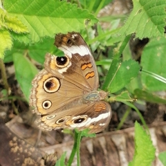 Junonia coenia coenia