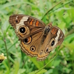 Junonia coenia coenia