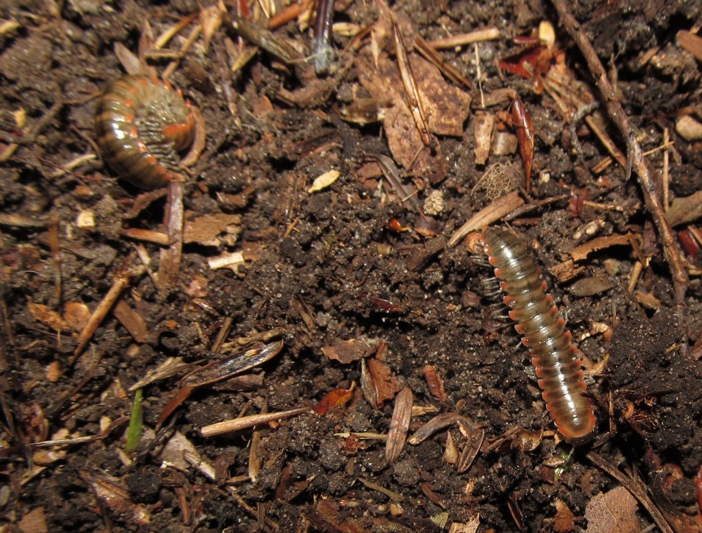 Fowler’s Twisted-Claw Millipede