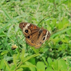 Junonia coenia coenia