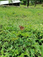 Junonia coenia coenia