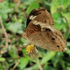 Junonia coenia coenia
