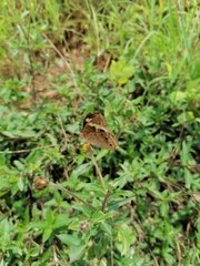 Junonia coenia coenia