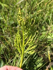 Sceptridium multifidum