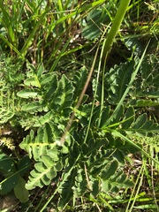 Sceptridium multifidum