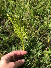 Sceptridium multifidum