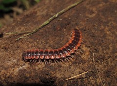 Pseudopolydesmus canadensis