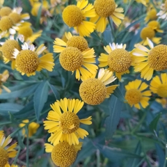 Helenium autumnale