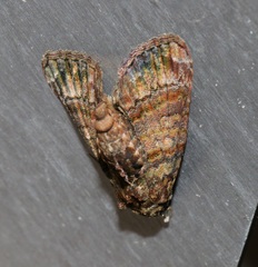 Chlumetia transversa