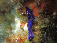 Felimare californiensis image