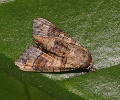Chlumetia transversa